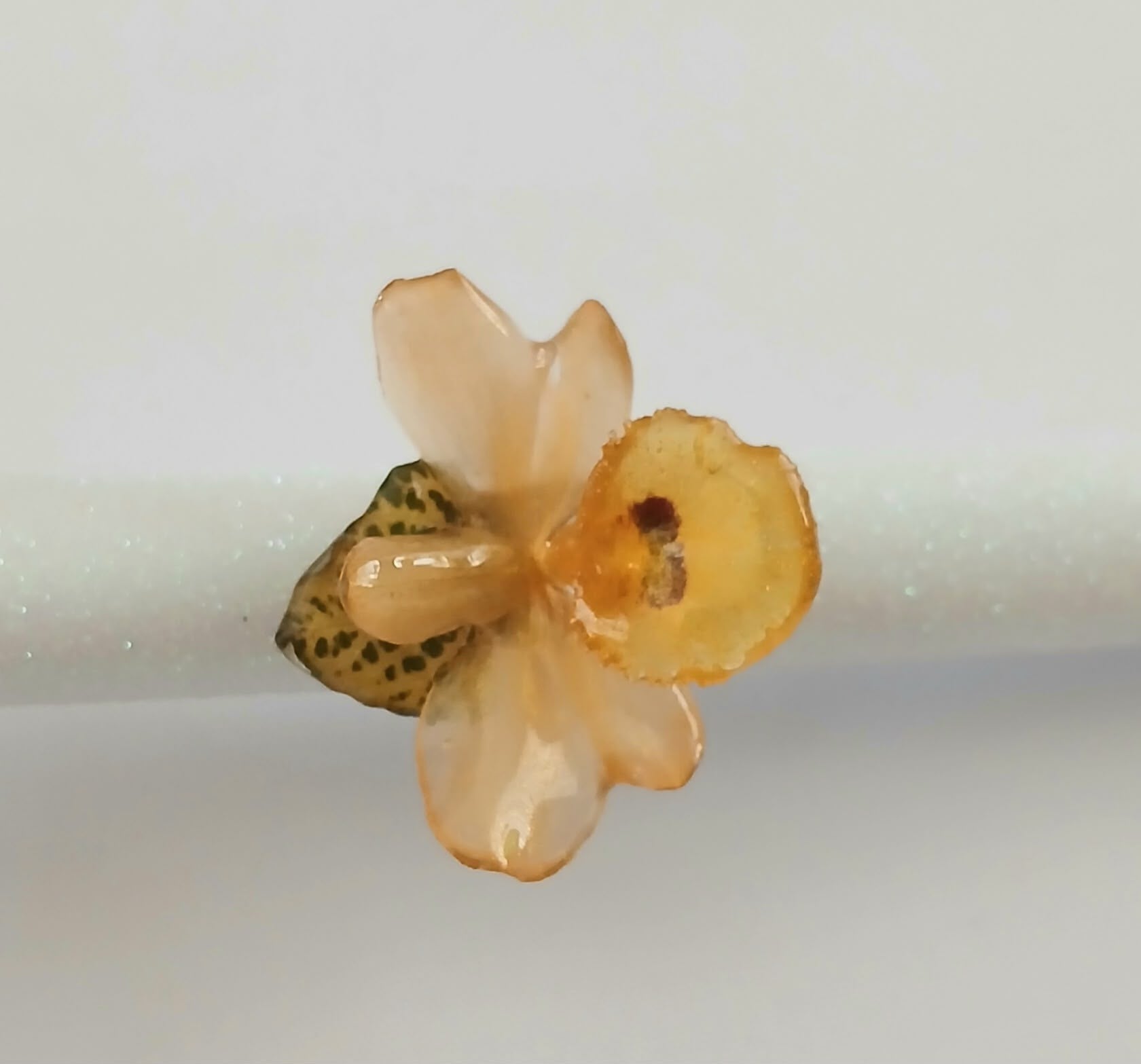 Sol de abeja